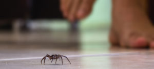 Is It Worth Getting Pest Control Service?